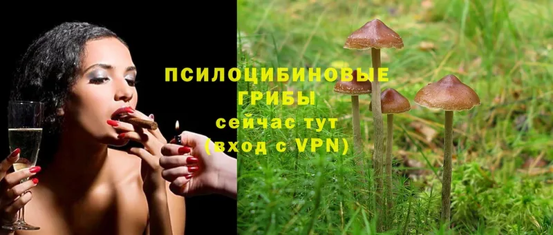 купить наркоту  площадка как зайти  Галлюциногенные грибы Psilocybe  Соликамск 